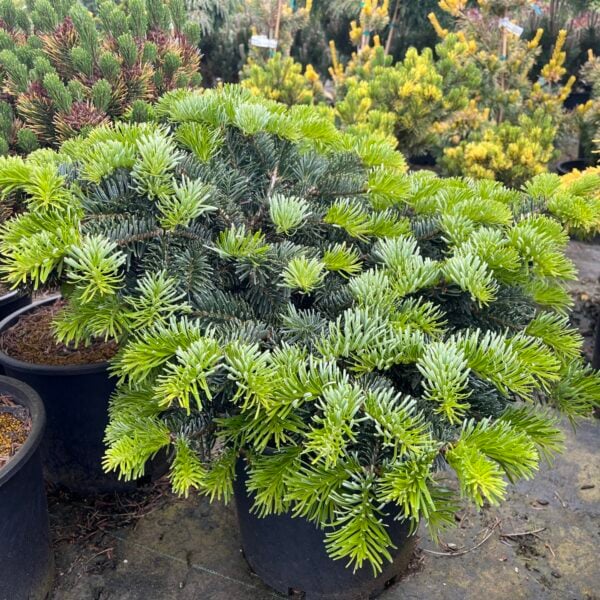 Abies cilicica 'Woodlawn' Greek Fir