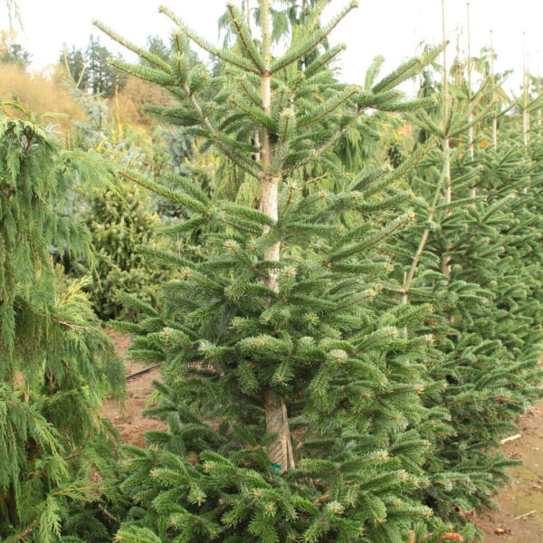 Abies nordmanniana 'Tortifolia' Nordmann Fir