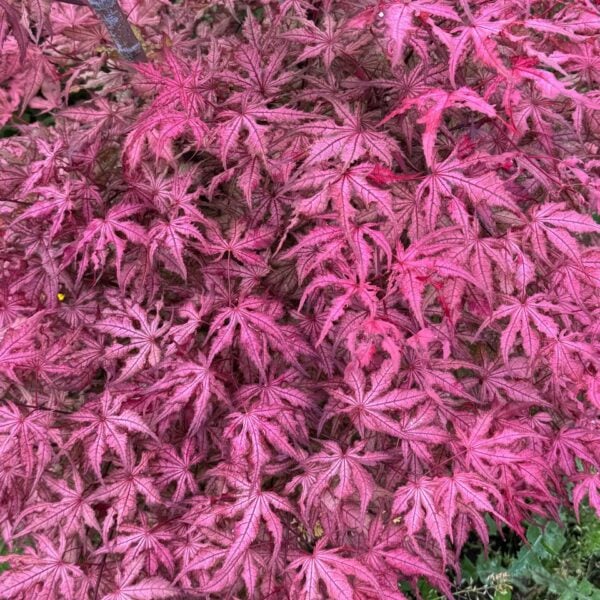 Acer palmatum 'Celebration' Japanese Maple