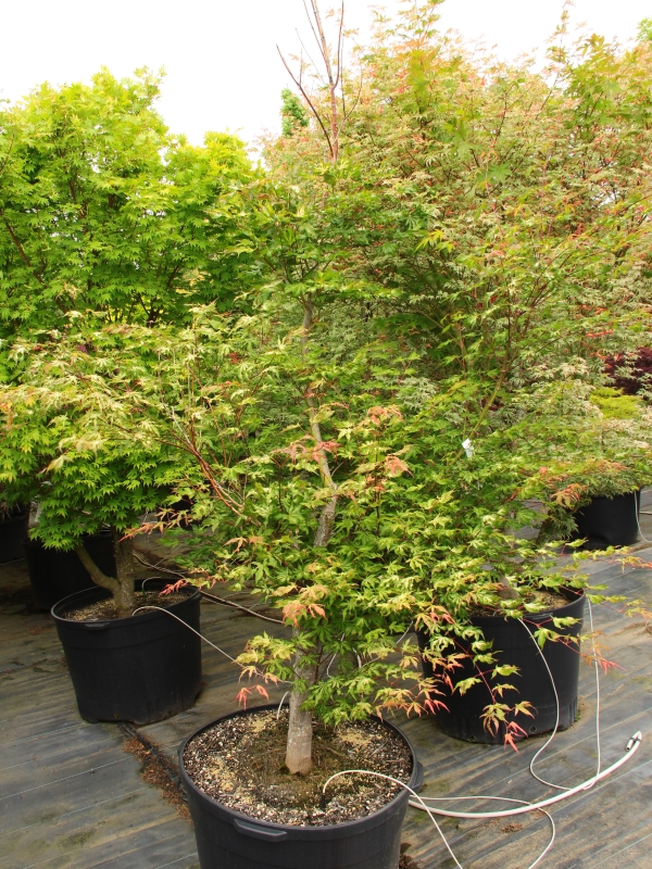 Acer palmatum 'Sawa chidore' Japanese Maple | Shop Today