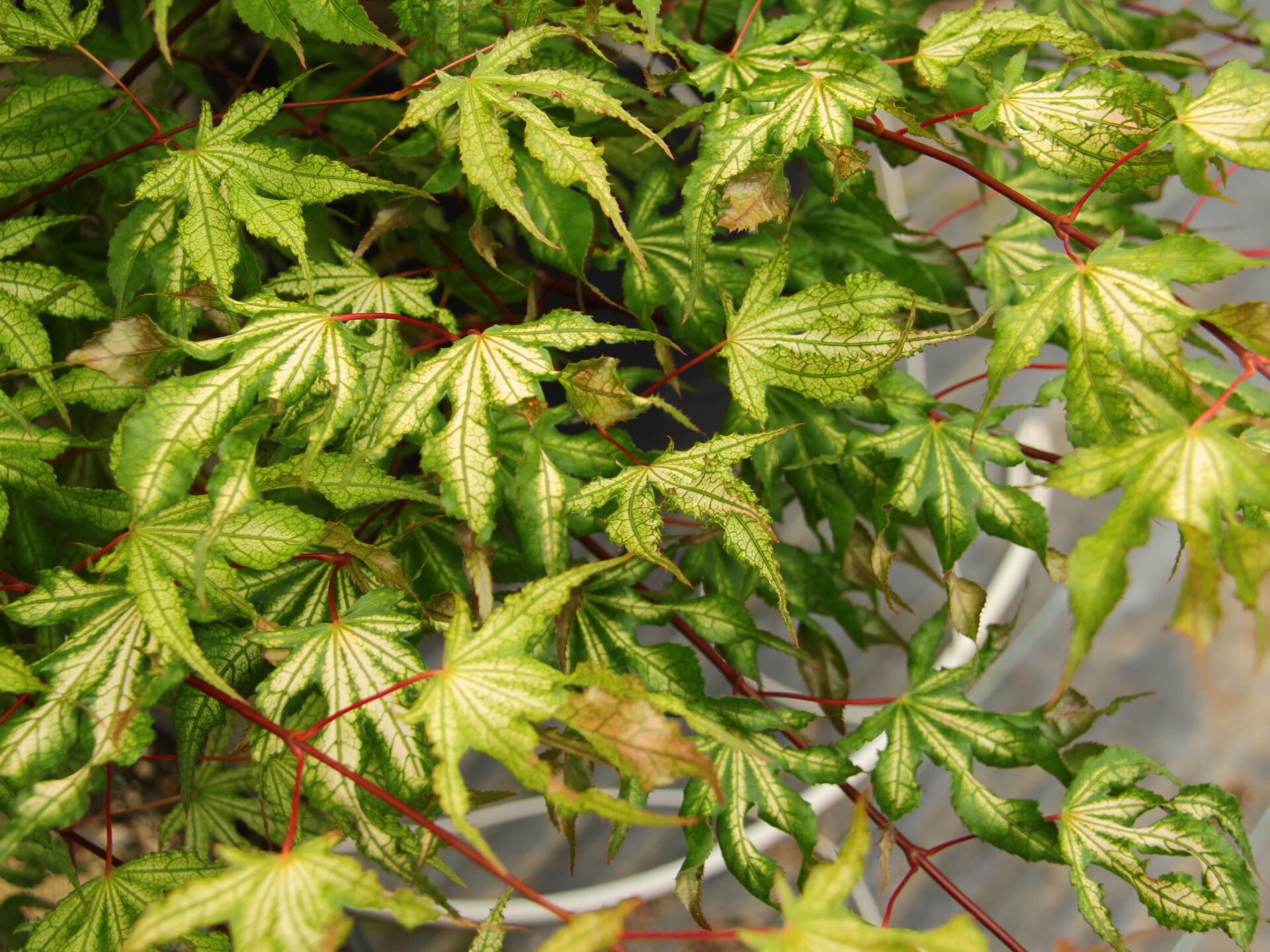 Acer palmatum 'Sawa chidore' Japanese Maple | Shop Today