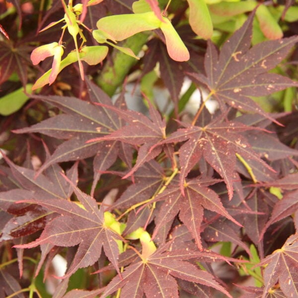 Acer palmatum 'Umegae' Japanese Maple