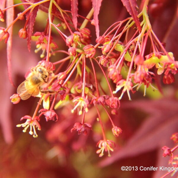 Acer palmatum 'Umegae' Japanese Maple