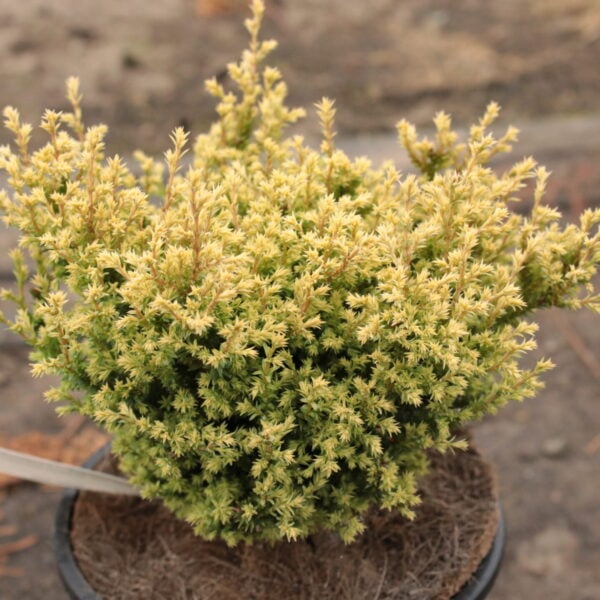 Chamaecyparis pisifera 'Cannonball' Sawara False Cypress