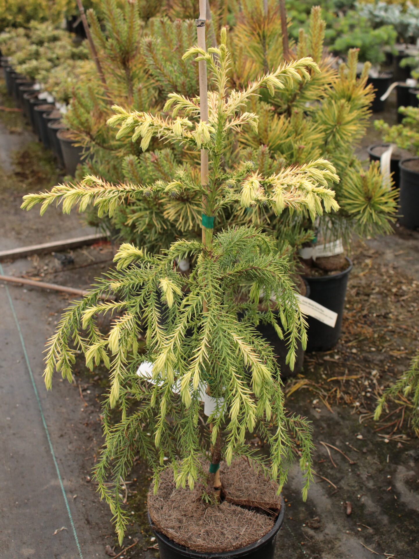 Barabits Gold Japanese Cedar | Golden Cryptomeria Japonica