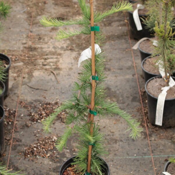 Larix decidua 'Pendula' European Larch