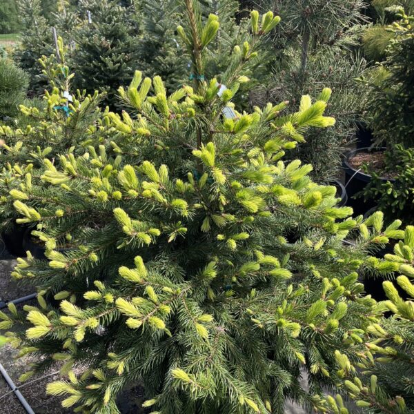 Picea pungens 'Silver Threads' Colorado Spruce