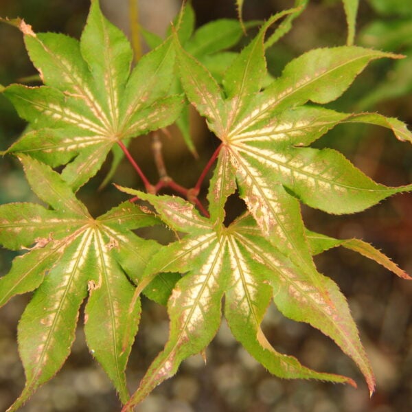 Acer palmatum 'Sawa chidore' Japanese Maple