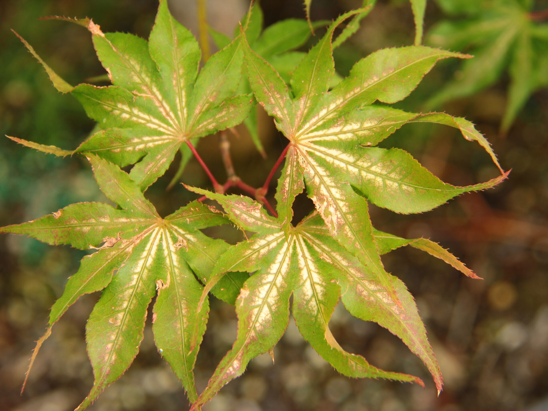 Acer palmatum 'Sawa chidore' Japanese Maple | Shop Today
