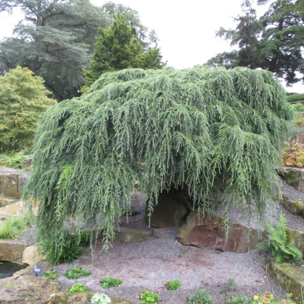 Tsuga canadensis 'Sargentii' Canadian Hemlock
