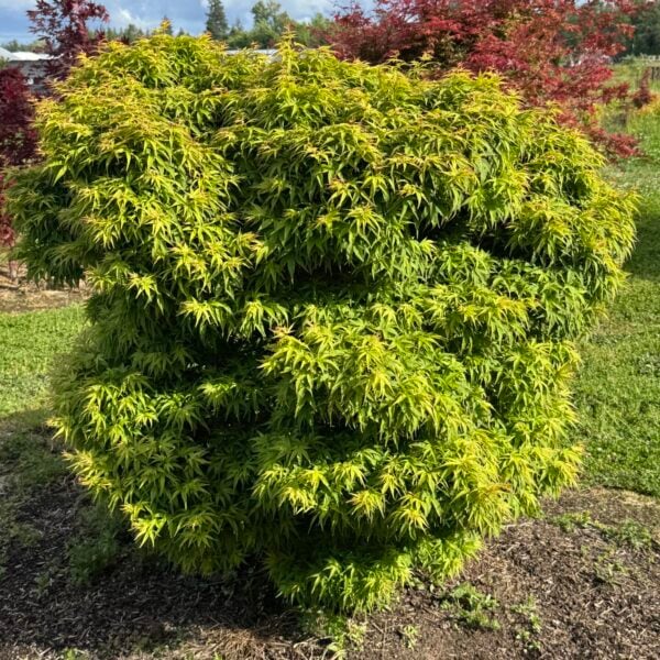 Acer palmatum 'Akita yatsubusa' Japanese Maple