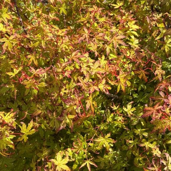 Acer palmatum 'Columba' Japanese Maple