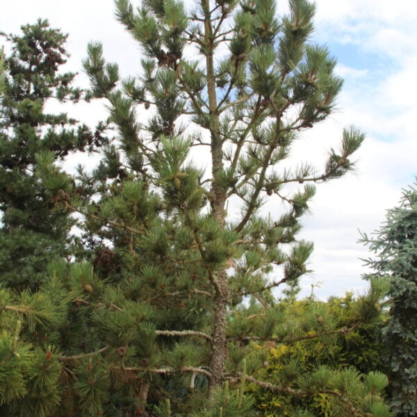 Pinus ponderosa 'Two-Dot Columnar' Specimen 1696