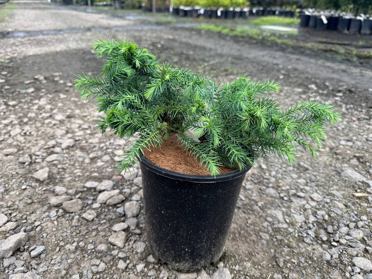 Kilmacurragh Japanese Cedar | Rounded Dwarf Cryptomeria | Conifer