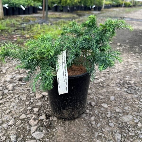 Cryptomeria japonica 'Kilmacurragh' Japanese Cedar