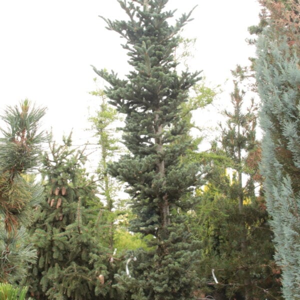 Abies fraseri 'Denny's Doll' Specimen 2527