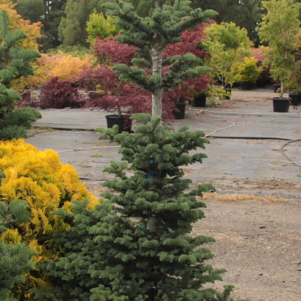 Abies procera 'Rick's Foxtail' Specimen 2520