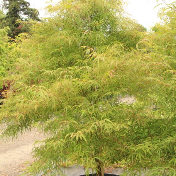 Acer palmatum 'Koto no ito' Specimen 2504
