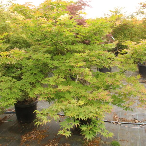 Acer palmatum 'Koyuki' Specimen 2490
