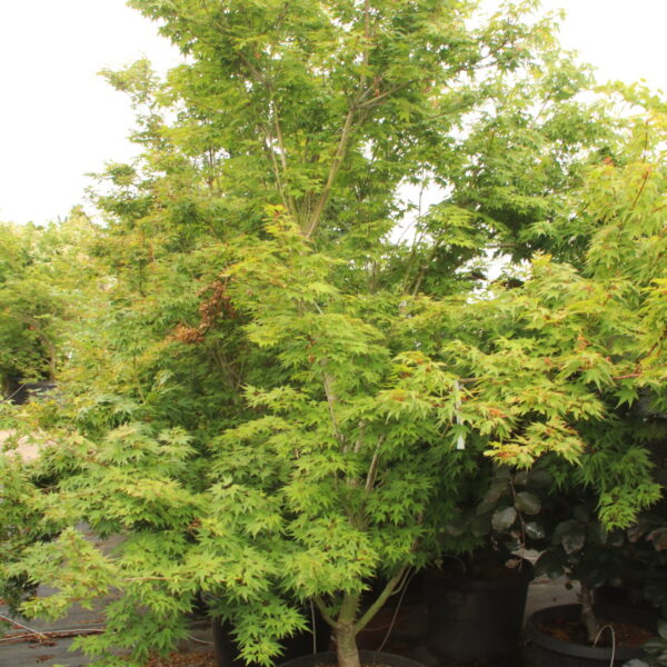 Acer palmatum 'Miss Piggy' Specimen 2485