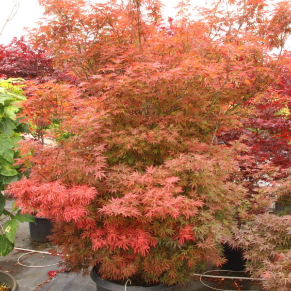 Acer palmatum 'Orion' Specimen 2499