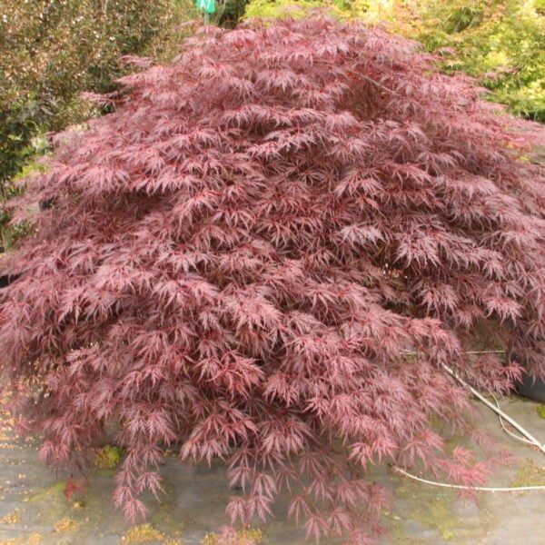 Acer palmatum 'Red Dragon' Specimen 2483