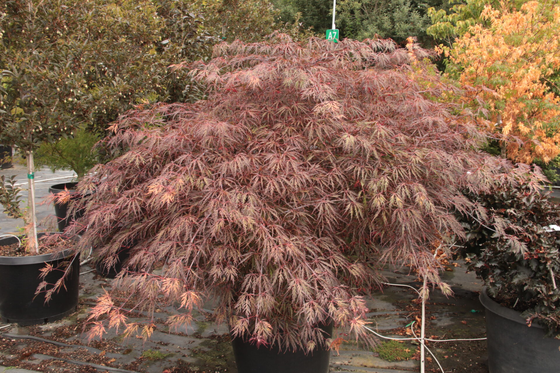 'Red Dragon' Specimen 2483 Conifer Kingdom