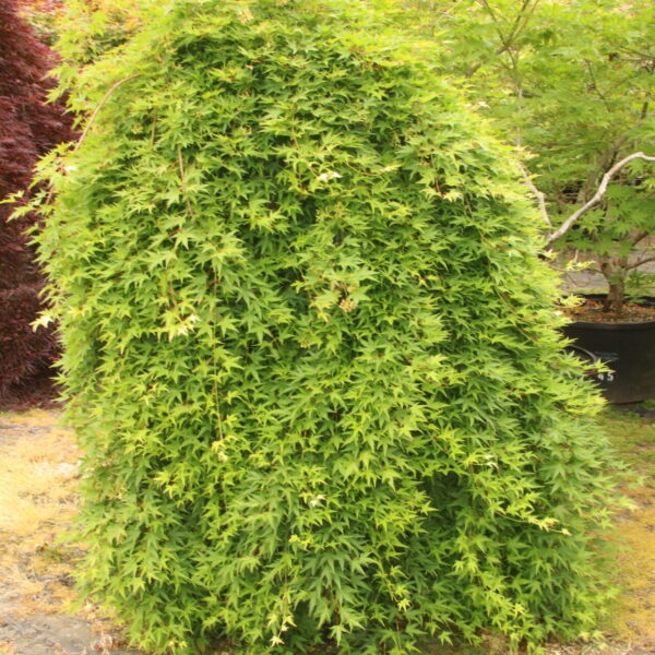 Acer palmatum 'Ryu sei' 5' Std. Specimen 2480