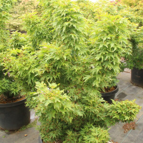 Acer palmatum 'Tattoo' Specimen 2491
