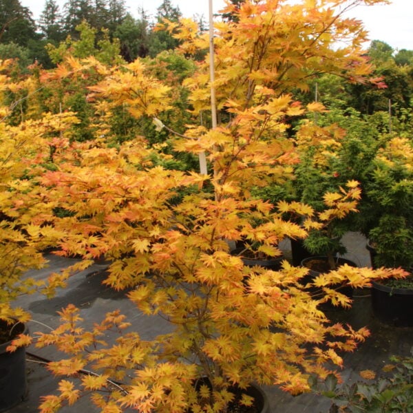 Acer shirasawanum 'Autumn Moon' Specimen 2492