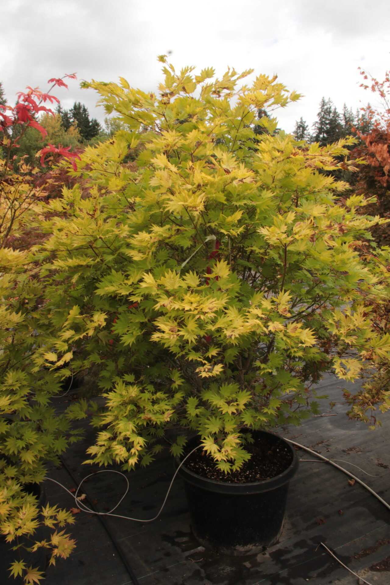 'Moonrise' Specimen 2495 Conifer Kingdom