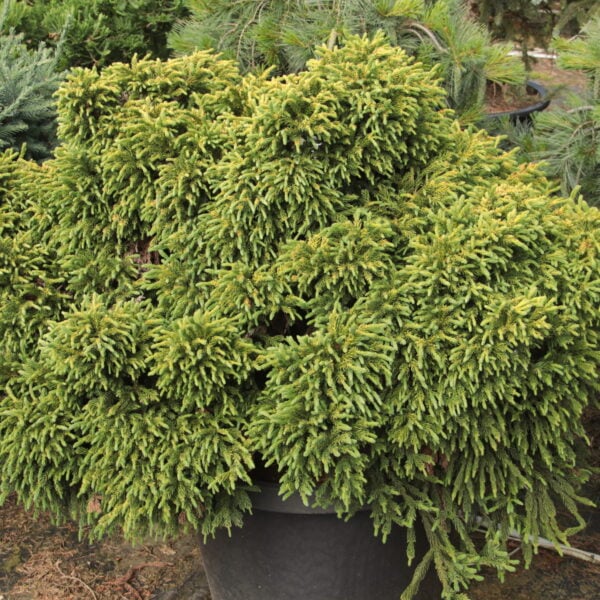 Cryptomeria japonica 'Dinger' Specimen 2550