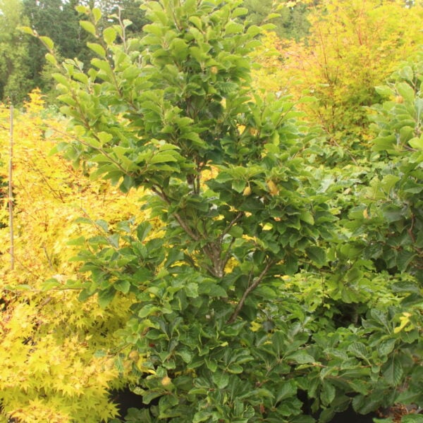 Fagus sylvatica 'Striata' Specimen 2488