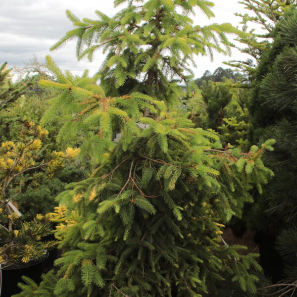 Picea abies 'Aurea Magnifica' Specimen 2522