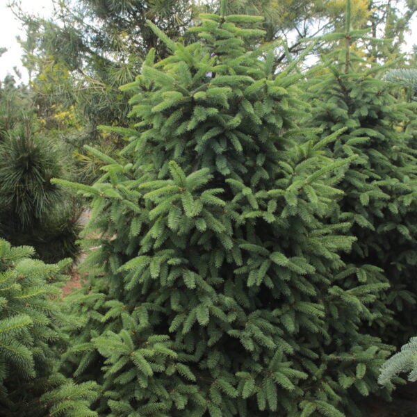 Picea abies 'Compacta Asselyn' Specimen 2543