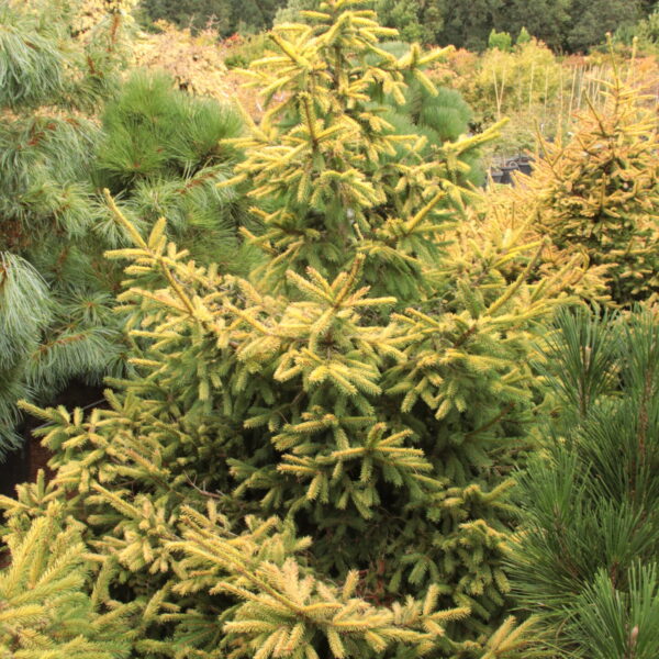 Picea abies 'Lemonade' Specimen 2544