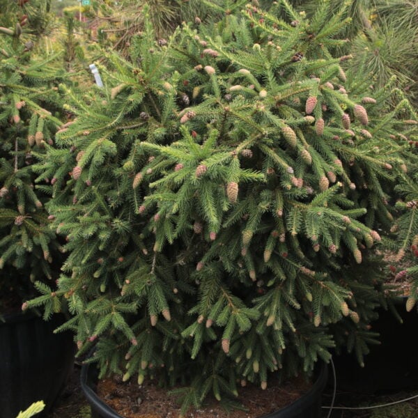 Picea abies 'Pusch' Specimen 2545