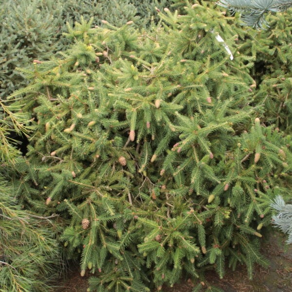 Picea abies 'Pusch' Specimen 2563