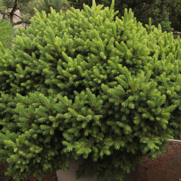 Picea abies 'St. James' Specimen 2531