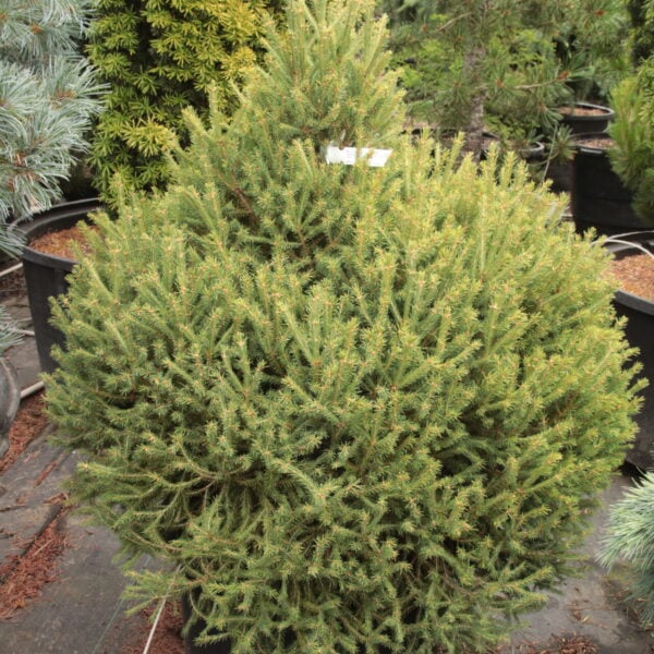 Picea abies 'Silakrogs' Specimen 2530