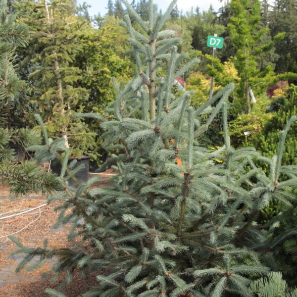 Picea engelmannii 'Hopper Saguaro' Specimen 2553