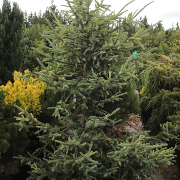 Picea glauca 'Joshua' Specimen 2532