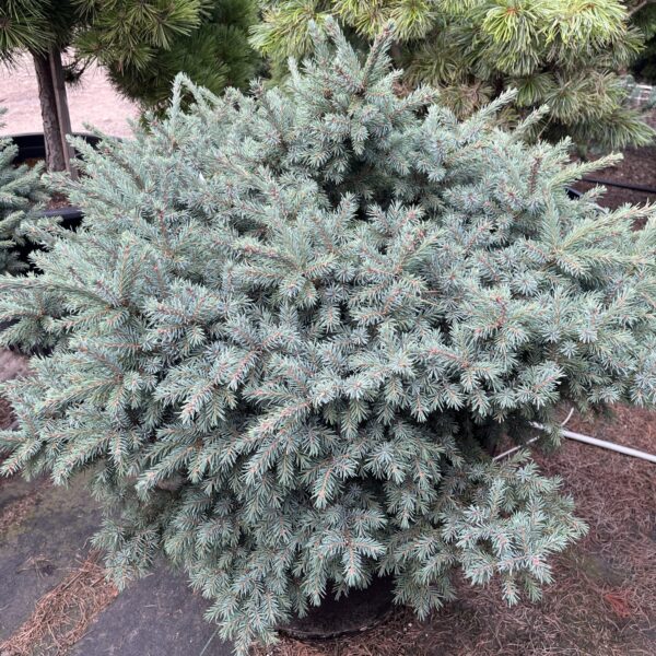 Picea mariana 'Sand River' Specimen 2554