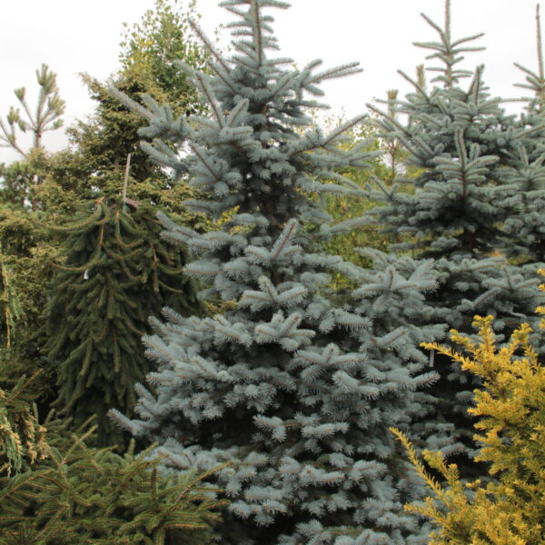 Picea pungens 'Filip's Blue Compact' Specimen 2524