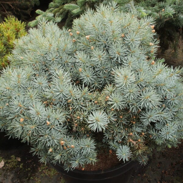 Picea pungens 'Hartsel' Specimen 2564