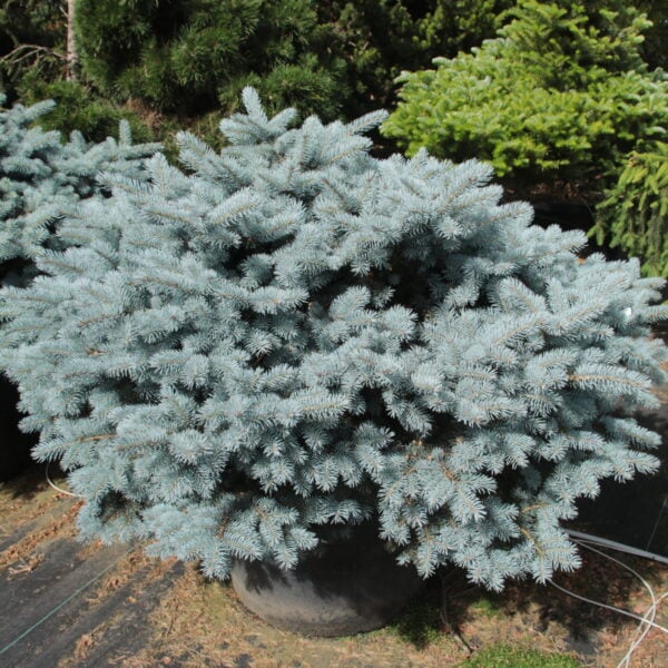 Picea pungens 'Utica' Specimen 2556