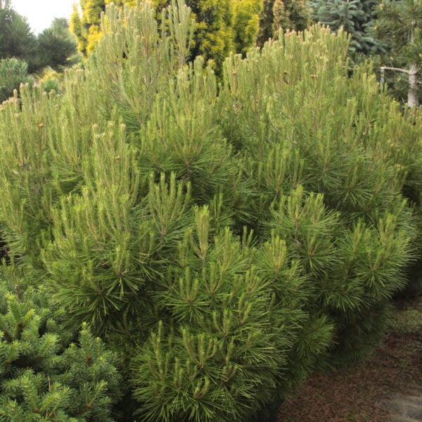 Pinus brutia 'Fullerton Loop' Specimen 2535