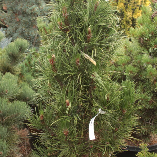 Pinus heldreichii (leucodermis) 'Atze Saule' Specimen 2536