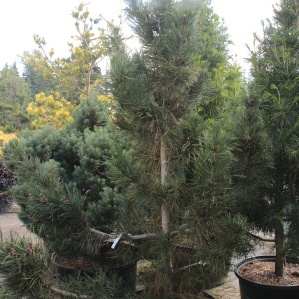 Pinus heldreichii (leucodermis) 'Atze Saule' Specimen 2557