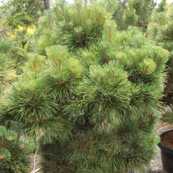 Pinus muricata 'Salt Point' Specimen 2547